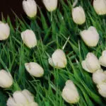 Thumbnail of http://img